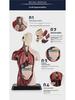 3D Detachable Human Organ Model for Kids - DIY Medical Simulation Toy