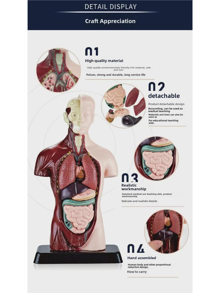 3D Detachable Human Organ Model for Kids - DIY Medical Simulation Toy