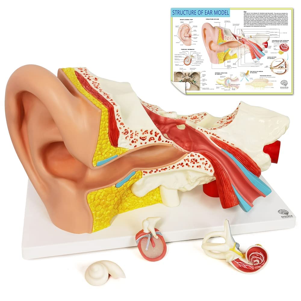 

Модель человеческого уха Evotech, 4 части, 3X усилитель, анатомическая модель уха, показывающая наружную часть среднего внутреннего уха, медицинская анатомия и физиология, научные исследования