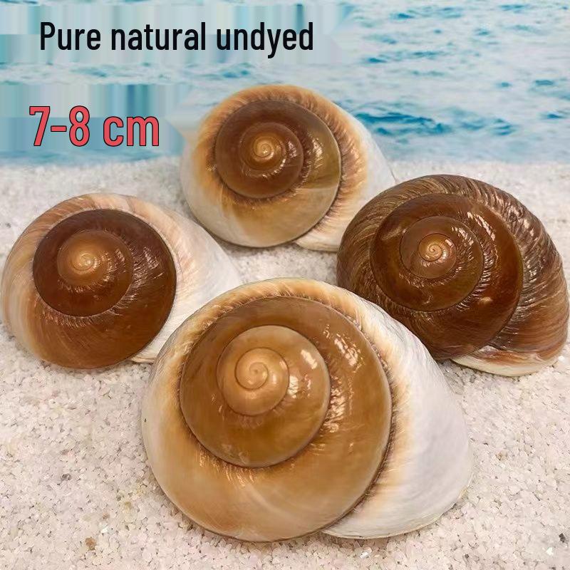 Conch Shells & Starfish for Hermit Crabs: Aquarium Decor & Drift Bottle Accessories