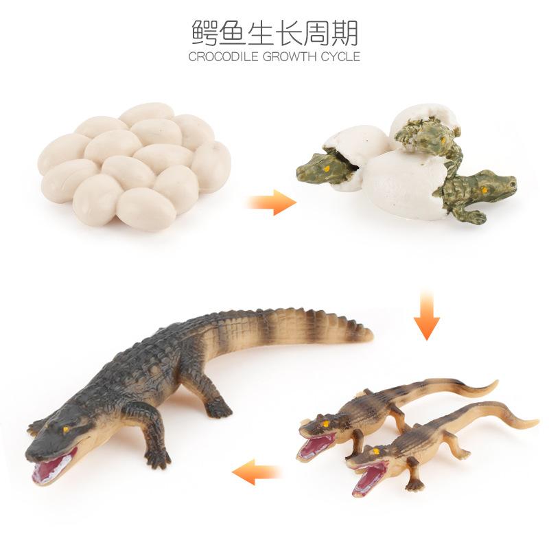 Life Cycle Board Montessori Kit Biology Science Education Toys For Kids Sensory Tray Animal Figure Life Cycle Sorting Wooden Toy