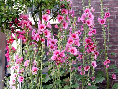 35 semi di malvarosa - fiori ornamentali da giardino - semi contadini riproducibili - SemiWild