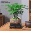 Asparagus Fern Indoor Bonsai – Easy-Care Evergreen for Home or Office Decor