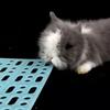 12lots Antislip Safety Mats Rabbit Foot Pad for Pet Like Rabbits to Prevent Accidents During Playtimes Activity