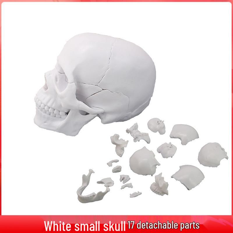 4D Medical Human Skull Model - Detachable 17-Part Anatomy Teaching Tool
