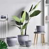 Qiaohao Shiguang Decorative Planters & Vases