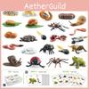 25 Piece Realistic Insect Growth Cycle Card Set Featuring Worm Ladybug Dragonfly Frog Snail Models