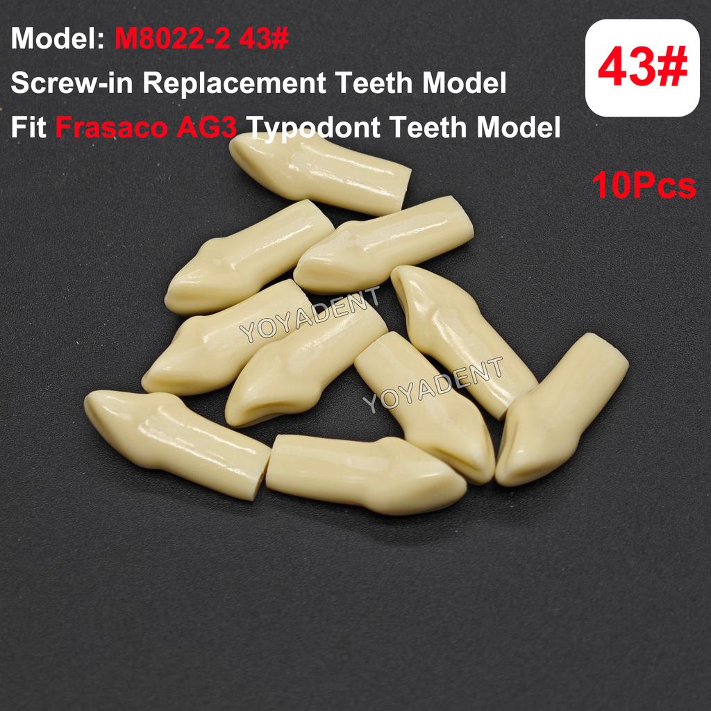 Fit Frasaco AG3 Typodont Dental Teeth Model Full teeth 32Pcs Screw-in Practice Filling Soft Gum Gingivae Teeth Training Teach
