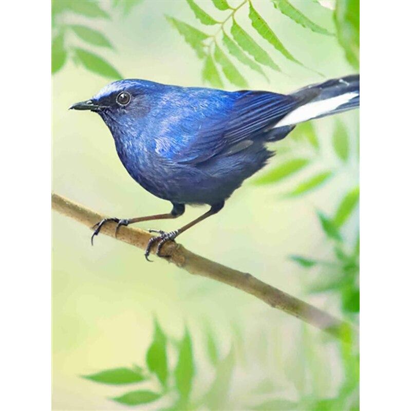 Noua pictură cu diamant 5D bricolaj, broderie cu diamante, animale, cu punct de cruce, meșteșuguri, decorațiuni pentru acasă, cadou manual