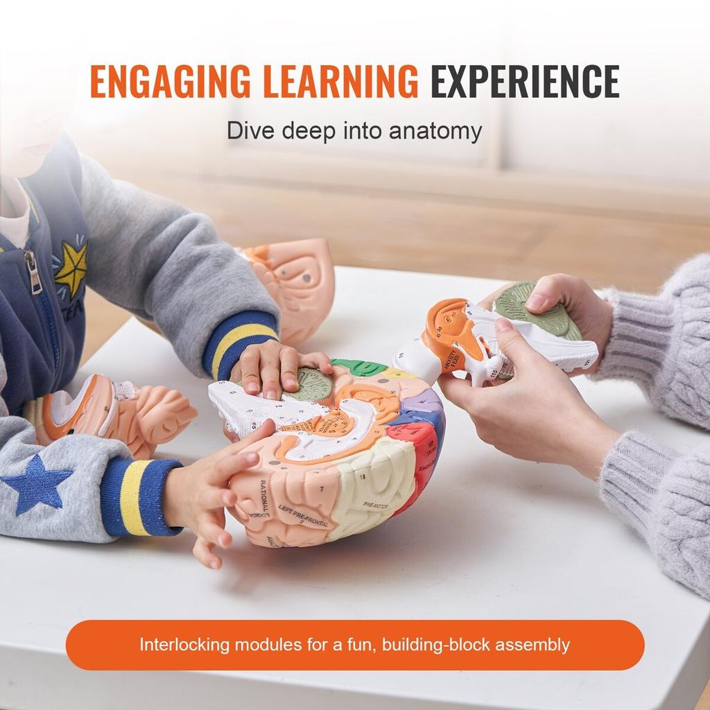 Human Brain Model Anatomy, 2X Life-Size 4-Part Human Brain Anatomical Model with Labels & Display Base, Color-Coded Detachable Brain Model for Science