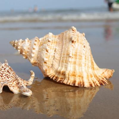 Dekorace oceánu Přírodní mušle lastura - Krajina akvária, Středomořská dekorace, DIY materiál, Fotografické rekvizity