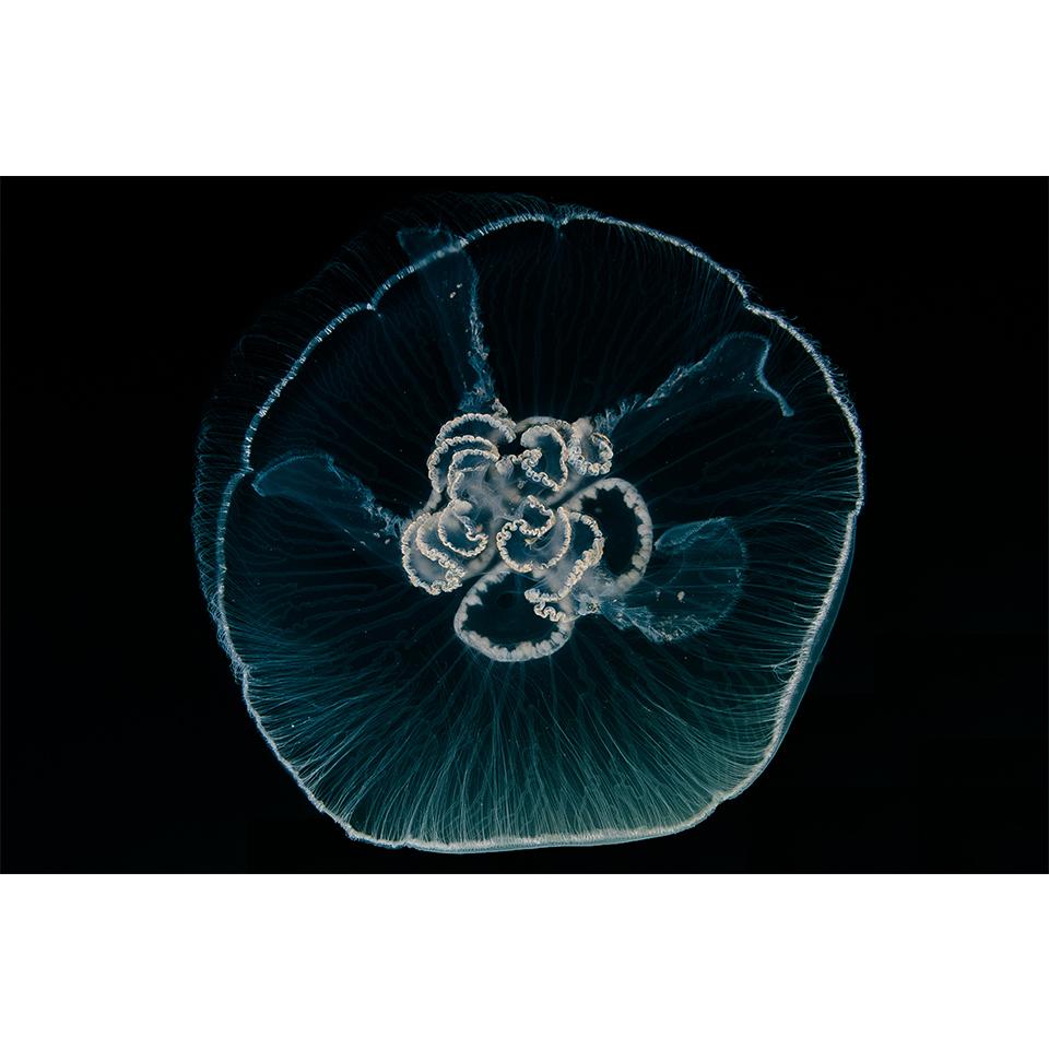 

5D DIY алмазная живопись животное Медуза горный хрусталь художественная картина набор для вышивки крестом полная алмазная вышивка мозаика подарок домашний декор Full Round 20x30CM