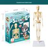 STEM Educational Human Skeleton Model for Kids: Cognitive Science & Organ Assembly Toy