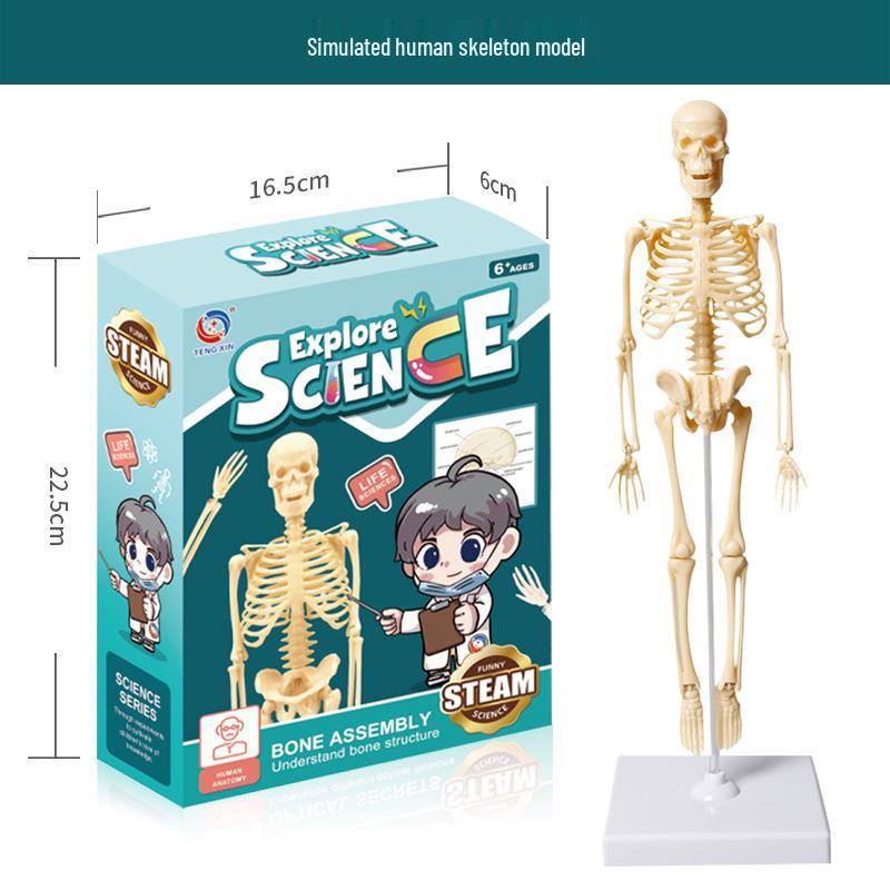STEM Educational Human Skeleton Model for Kids: Cognitive Science & Organ Assembly Toy