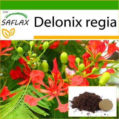 Vlammende boom - 6 zaden - Met potgrond voor betere kweek - Delonix regia