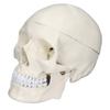 Simulare 1:1 model de craniu cu cap uman Model de craniu din PVC detașabil pentru cursul de învățare a anatomiei