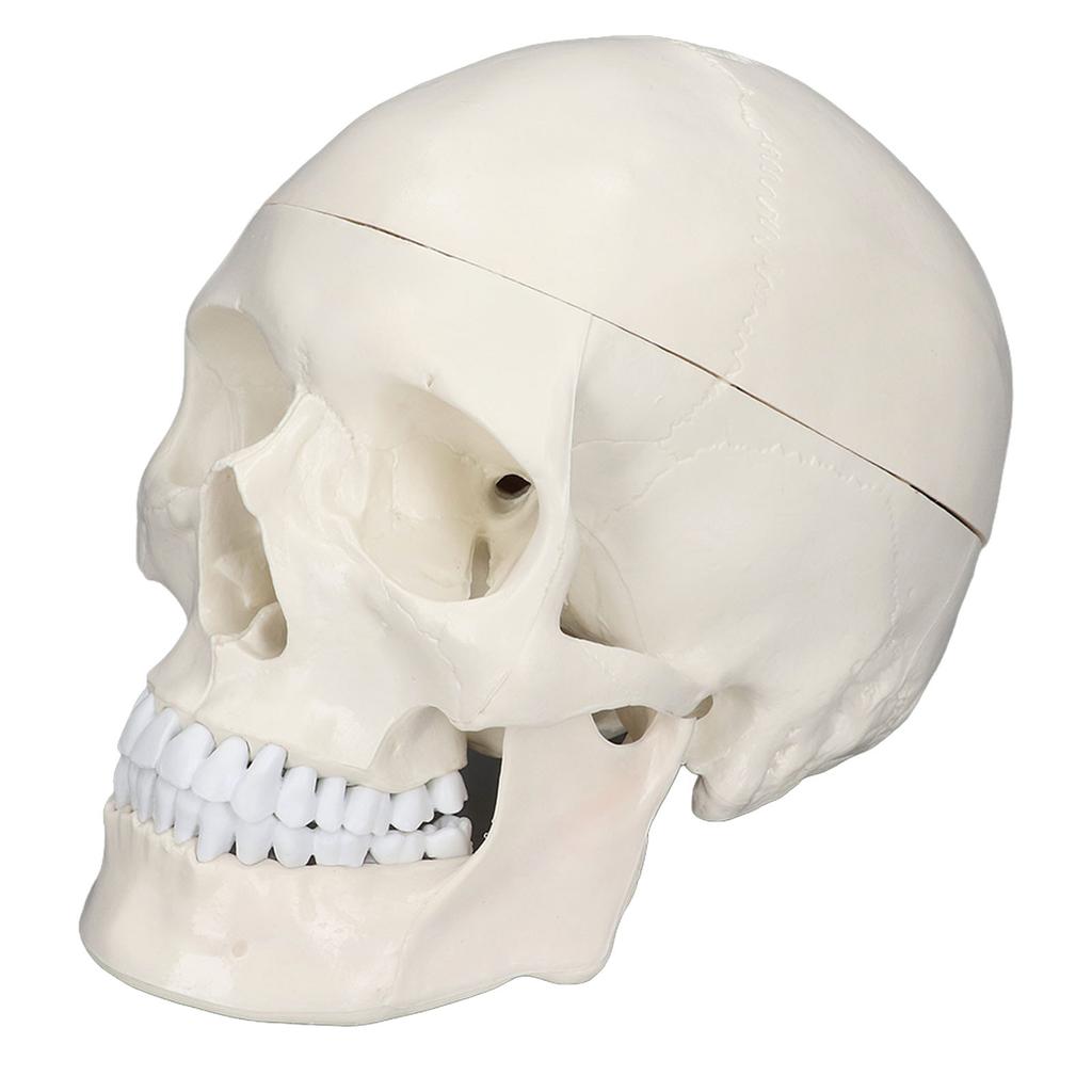 Simulare 1:1 model de craniu cu cap uman Model de craniu din PVC detașabil pentru cursul de învățare a anatomiei
