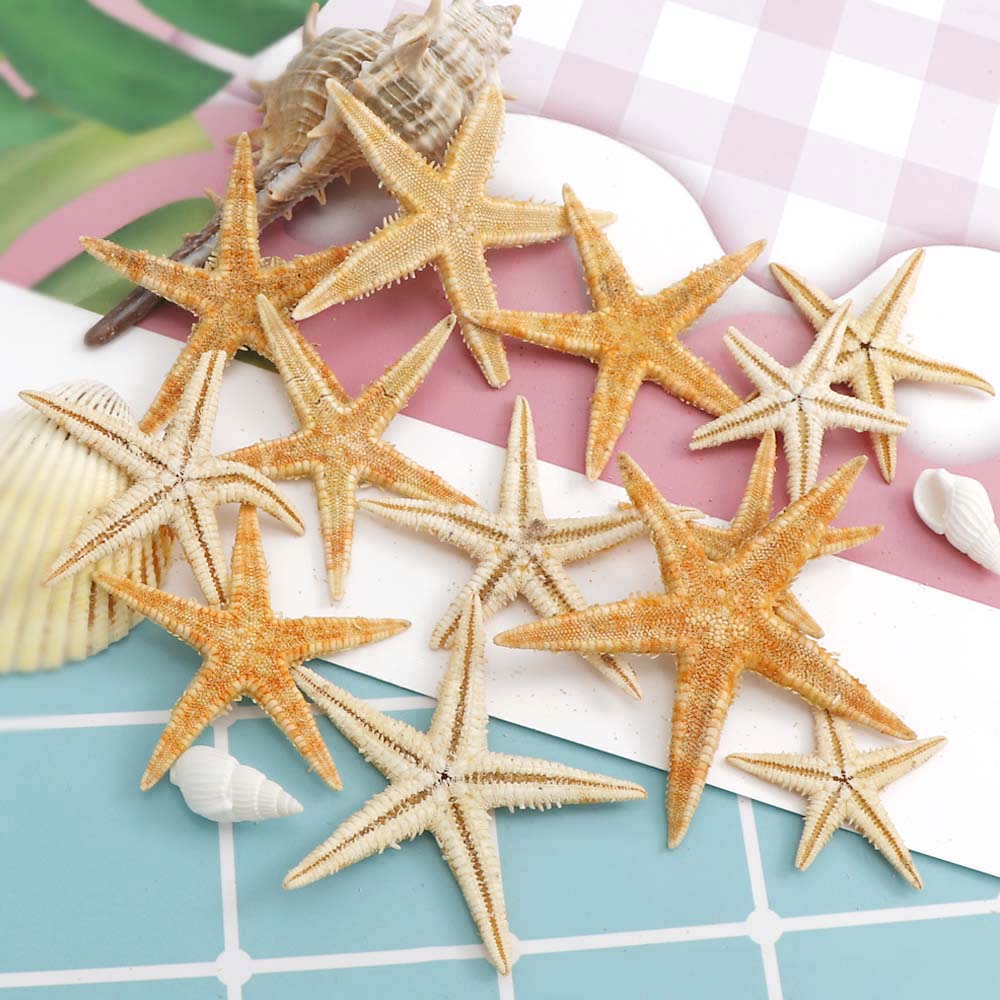 100Pcs Natural Starfish Seashell Beach Craft Natural Sea Stars DIY Beach Wedding Decoration Crafts Home Decor 1-5Cm