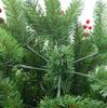 StarryLights snow-covered Christmas tree with rowan berries 210 cm x 95 cm - elegant, dense and exceptionally festive