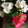 Long Stems Artificial Silk Jasmine Flower DIY Fake Flowers Simulation Jasmine  Home Office