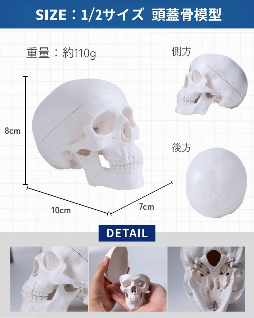 KIYOMARU Palm-Sized Mini Skull Model, Human Body Model, Skull Model, Supervised by a Physical Therapist, 1/2 Size, 2 Parts
