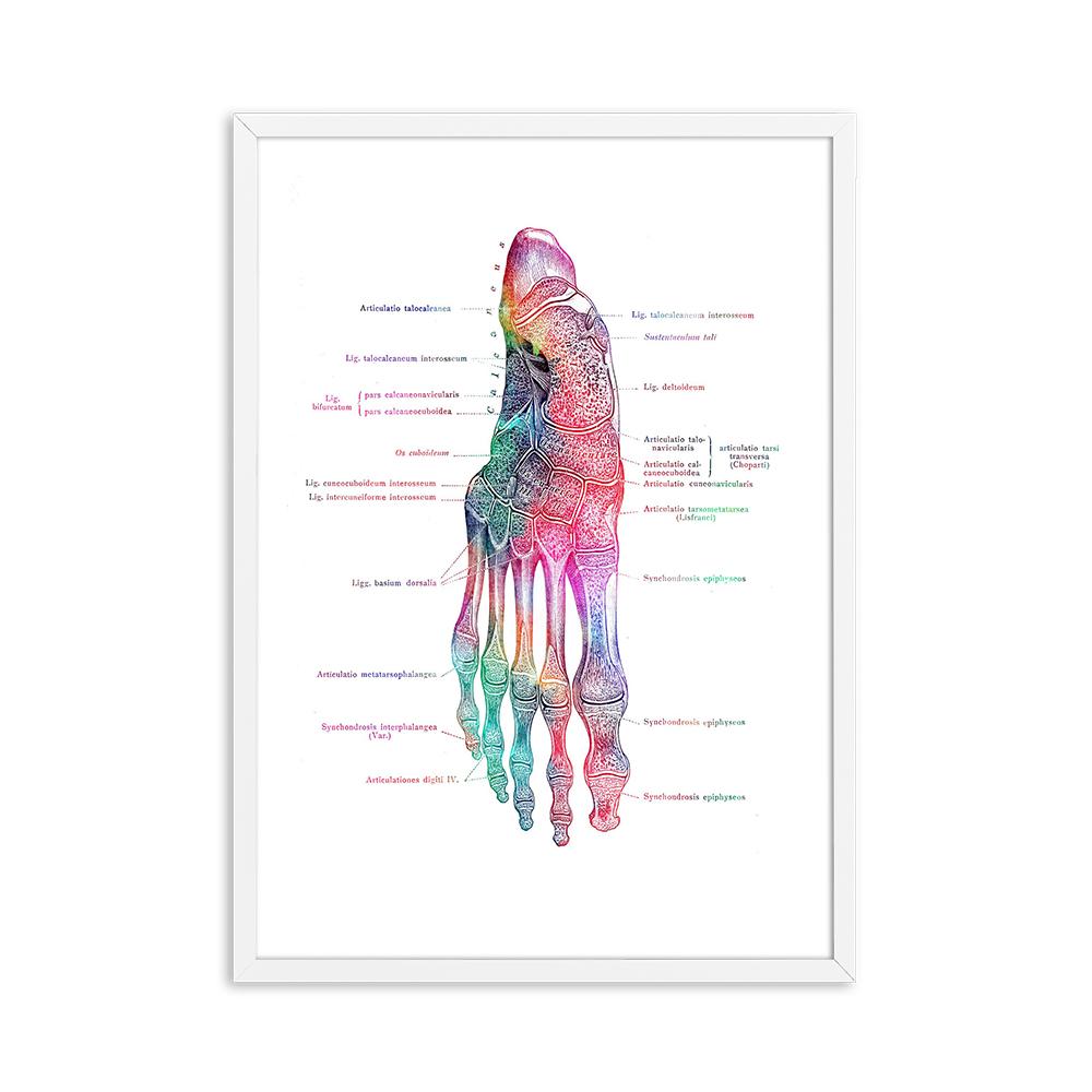Foot Bones Anatomy Poster Podiatry Art Medical Print Canvas Painting Posters And Prints Wall Pictures For Gift Doctor Office Dec