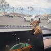 Highland Cow Dashboard Decoration Creative Ornaments Hanging Decorations Home Wall Decoration Gifts
