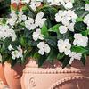 8 Bundles Artificial Impatiens Flowers for Outdoors UV Resistant Faux Impatiens Bushes Fake Silk Shrubs with Stake for Outside Front Porch Garden