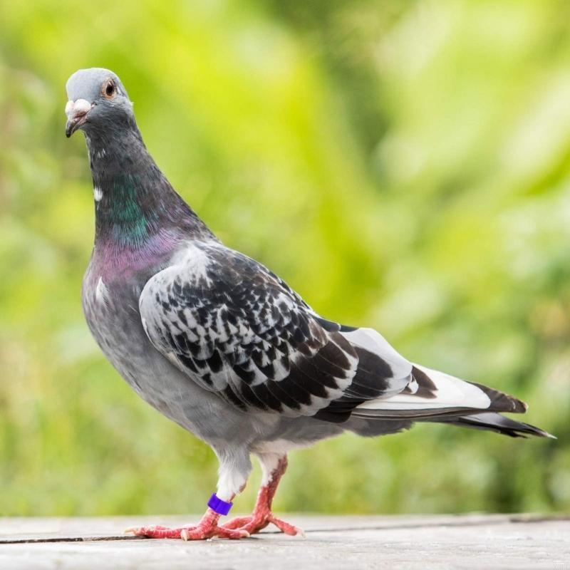 Fågelringar för husdjur Benmärkningar för fågelhantering Duvor Tillbehör Blandade färger Fågelbenringar Kläms på benet Anti-förlust X3UC
