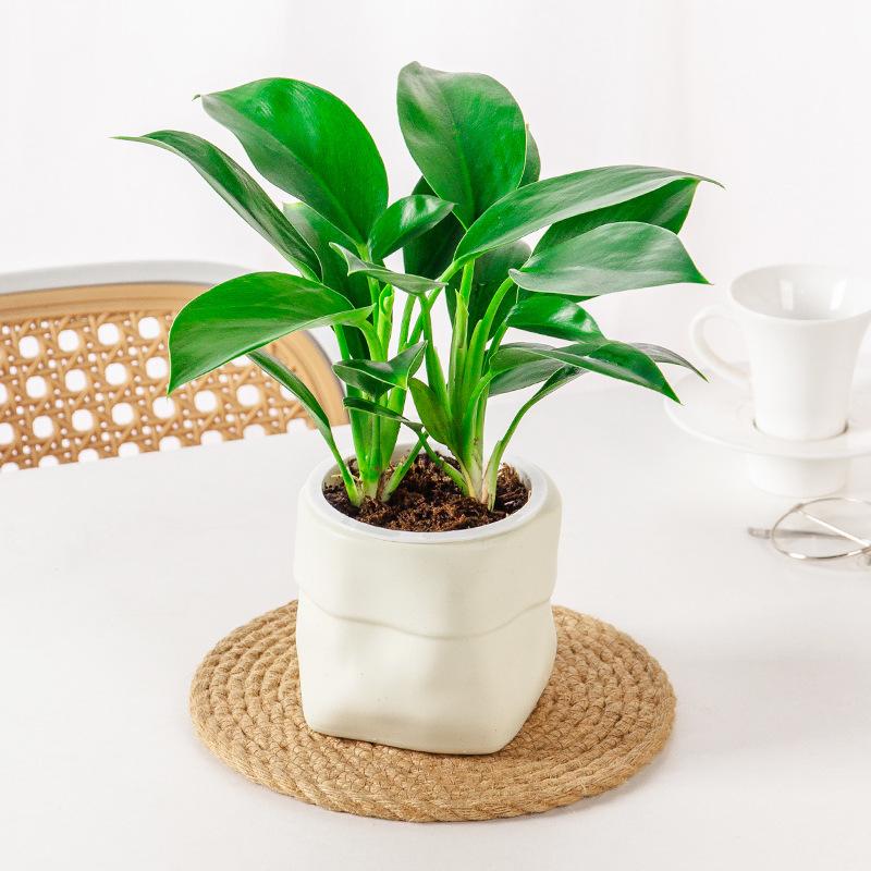 Mini Self Watering Flower Pot Fish Tank Plastic Plant Pots Self Watering Planter Pot Vase For Home Decoration