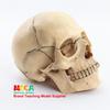 Medical 15-Part Detachable 1:2 Human Color Skull Model for Teaching