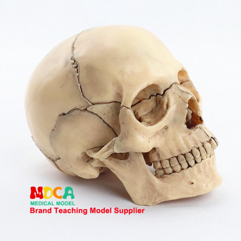 Medical 15-Part Detachable 1:2 Human Color Skull Model for Teaching