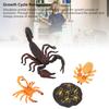 4pcs Simulation Animal Model Scorpion Growth Ornament Children Cognitive Growth Cycle Animal Toys for Children