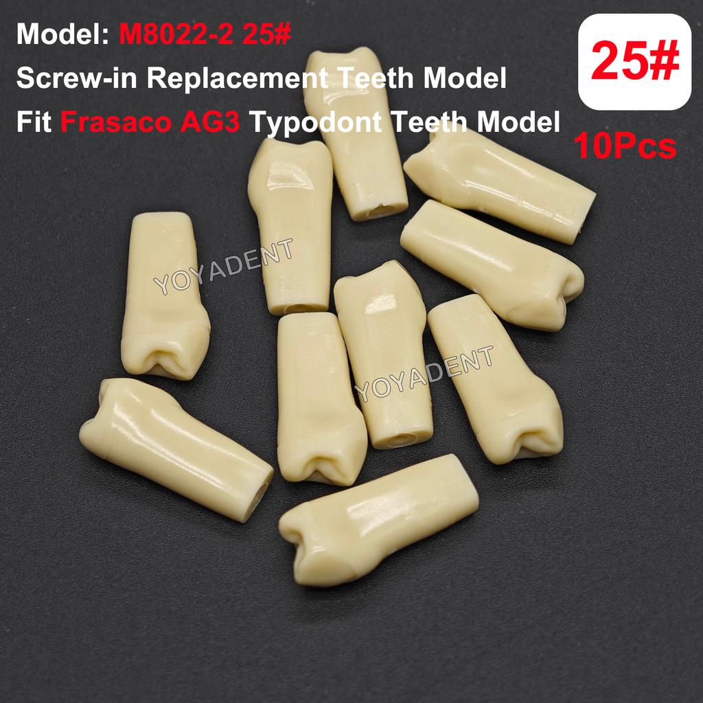 Fit Frasaco AG3 Typodont Dental Teeth Model Full teeth 32Pcs Screw-in Practice Filling Soft Gum Gingivae Teeth Training Teach