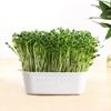 Plastic Bean Sprout Nursery Easy Observation Sprouting Basket for Kitchen or Balcony Gardens  Germination Supplies