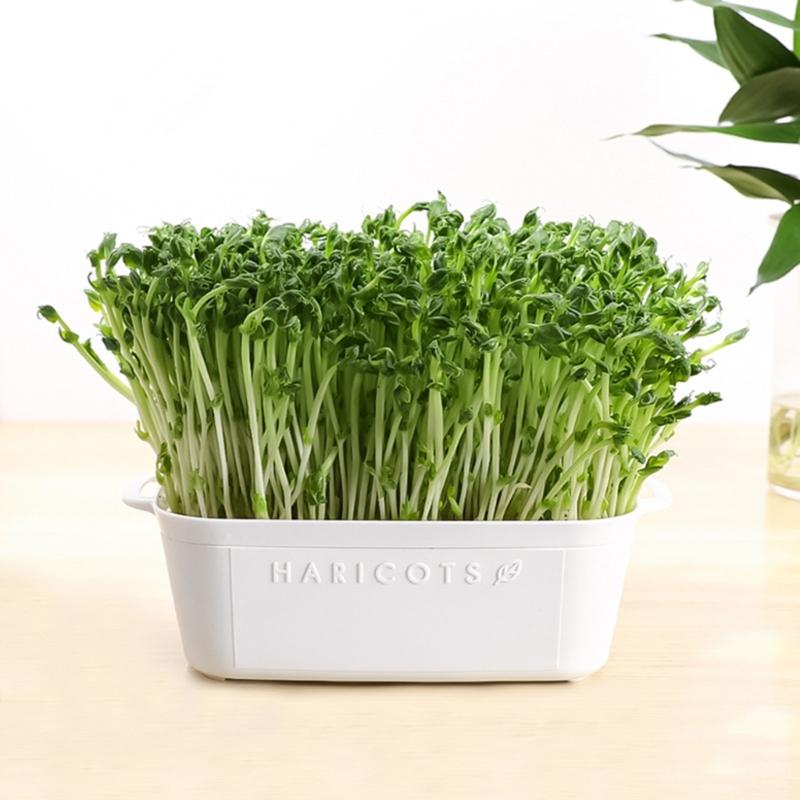 Plastic Bean Sprout Nursery Easy Observation Sprouting Basket for Kitchen or Balcony Gardens Germination Supplies
