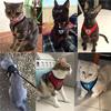 Adjustable Pet Control Harness Collar Safety Strap Belt Mesh Vest for Dog Cat