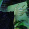 Halloween witch, Halloween decoration, sound function, with motion sensor, LED lights, 130 cm x 18 cm x 183 cm