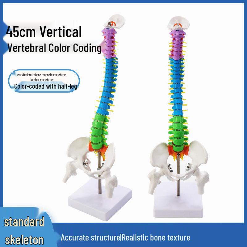 45CM Colorful Spine Model: Vertebral Column with Pelvis, Femur, Coccyx, Lumbar, Cervical Vertebrae for Chiropractic Use