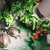 25/50/75W UVA+UVB 3.0 Verwarmingslamp Lamp voor Reptiel Schildpad Hagedissen Zonnen