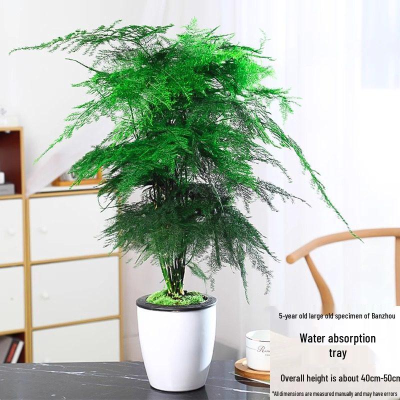 Asparagus Fern Indoor Plant: Air-Purifying, Evergreen, Hydroponic Bonsai for Office or Home