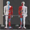60CM Human Acupuncture and Muscle Anatomy Model with Acupoints for Teaching