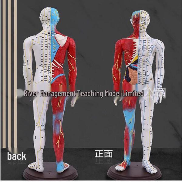 60CM Cilvēka akupunktūras un muskuļu anatomijas