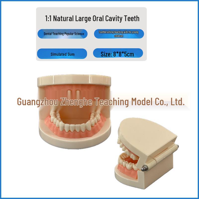 Tooth Decay and Caries Development Model - 4x Comparison