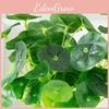 Faux Vulgaris Hydrocotyle Aquatic Green Plant For Photography Event Decor