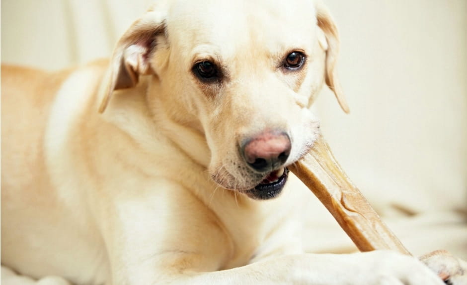 HauMiau Cowhide Bone for Dogs
