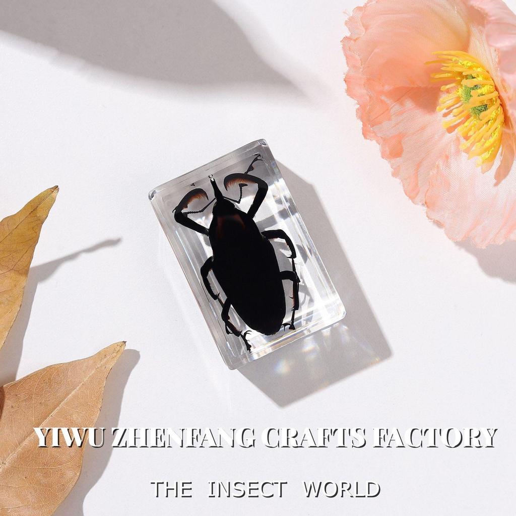 Okazy Owadów: Prawdziwy Pająk, Skorpion, Osa Błotna w Przezroczystej Żywicy do Nauczania i Dekoracji