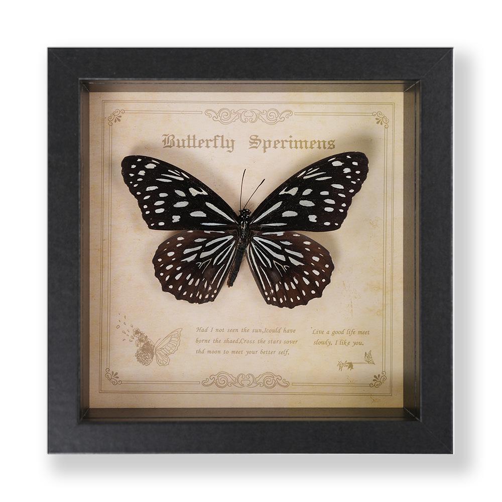 Green Banded Swallowtail Butterfly Specimen Decorative Painting - Real Insect for Display