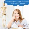 MOSABRUKI Human Anatomy Model Puzzle, Human Body Model Toy, Mannequin, Human Anatomy Model, Skeleton Model, Skeleton Specimen Toy, for Medical Student