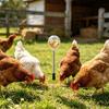 Brinquedo de Bicar Frango Alimentador Lento com Design de Balanço Reduz o Desperdício de Ração Alimentador de Aves para Pintos Patos Galinhas Frangos de Corte